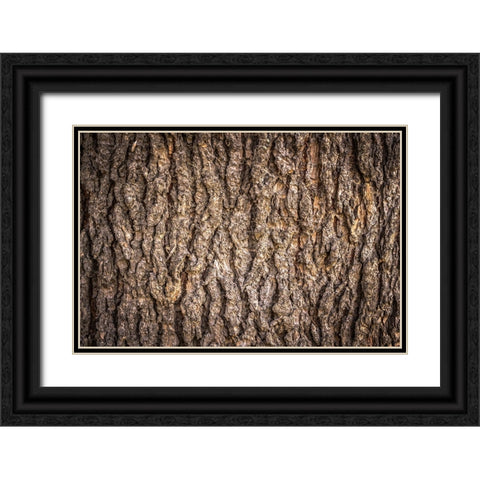 Trees 6 Black Ornate Wood Framed Art Print with Double Matting by Lee, Rachel