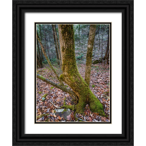 Trees 79 Black Ornate Wood Framed Art Print with Double Matting by Lee, Rachel