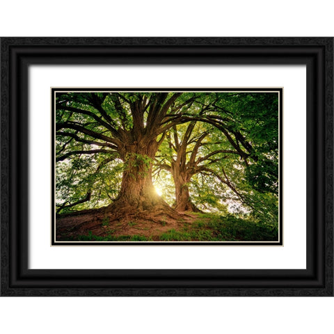 Trees 80 Black Ornate Wood Framed Art Print with Double Matting by Lee, Rachel