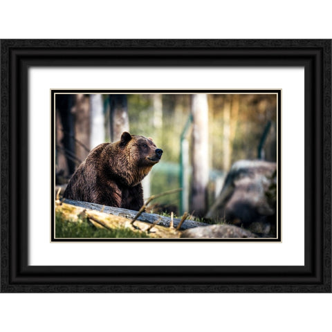Wildlife 10 Black Ornate Wood Framed Art Print with Double Matting by Lee, Rachel