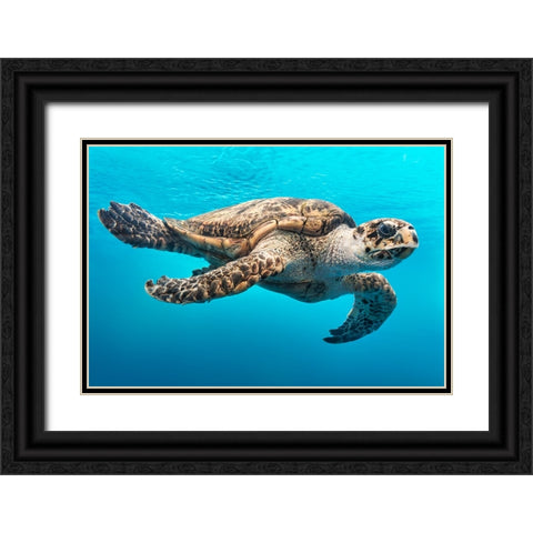 Wildlife 13 Black Ornate Wood Framed Art Print with Double Matting by Lee, Rachel
