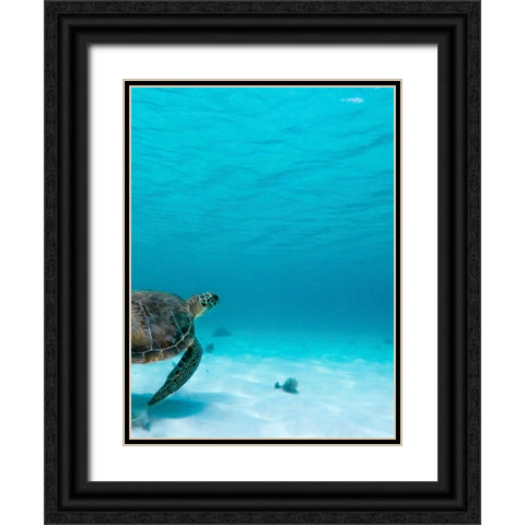 Wildlife 16 Black Ornate Wood Framed Art Print with Double Matting by Lee, Rachel