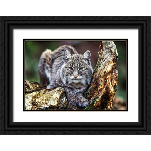 Wildlife 7 Black Ornate Wood Framed Art Print with Double Matting by Lee, Rachel