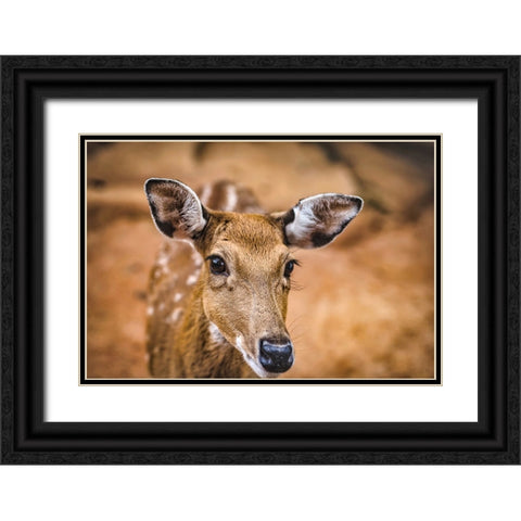 Wildlife 8 Black Ornate Wood Framed Art Print with Double Matting by Lee, Rachel