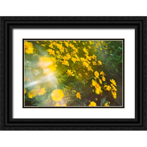 Springtime Black Ornate Wood Framed Art Print with Double Matting by Malone, Will