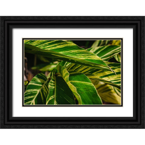 Green Black Ornate Wood Framed Art Print with Double Matting by Malone, Will