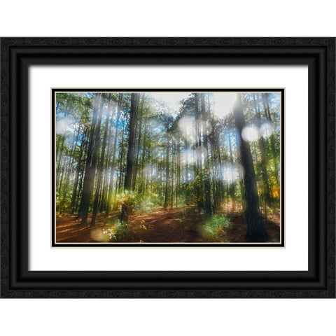 Blurry Forest Black Ornate Wood Framed Art Print with Double Matting by Malone, Will