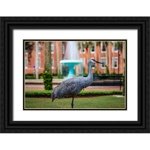 DeLand Bird Black Ornate Wood Framed Art Print with Double Matting by Malone, Will