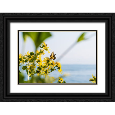 Monarch Black Ornate Wood Framed Art Print with Double Matting by Malone, Will