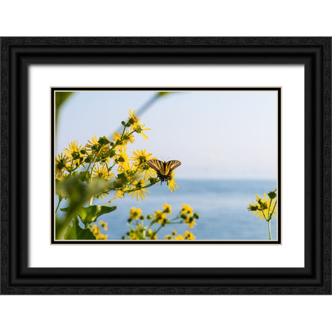 Monarch 2 Black Ornate Wood Framed Art Print with Double Matting by Malone, Will