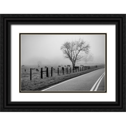Cows in Fog Black Ornate Wood Framed Art Print with Double Matting by Malone, Will