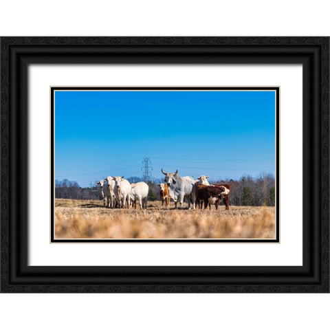 Drawing a Crowd Black Ornate Wood Framed Art Print with Double Matting by Malone, Will