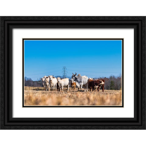 Drawing a Crowd 2 Black Ornate Wood Framed Art Print with Double Matting by Malone, Will