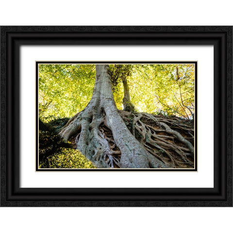 Roots 3 Black Ornate Wood Framed Art Print with Double Matting by Malone, Will