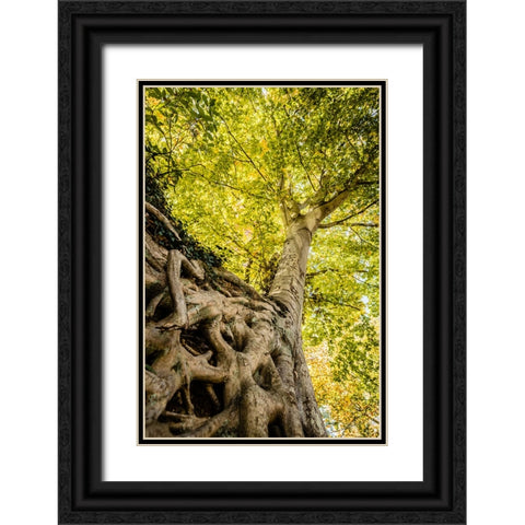 Roots 6 Black Ornate Wood Framed Art Print with Double Matting by Malone, Will