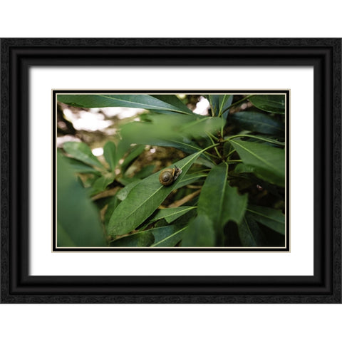 Yellow Branch Snail Black Ornate Wood Framed Art Print with Double Matting by Malone, Will