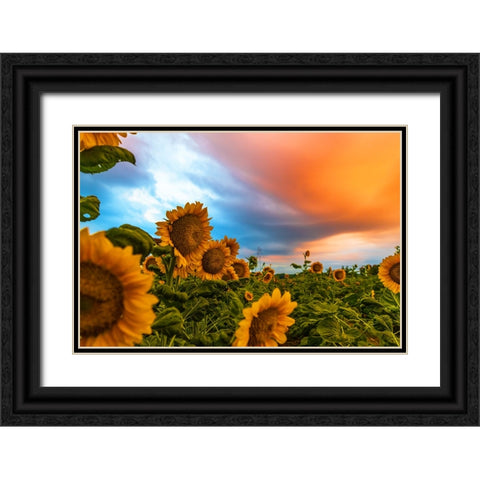 Denver Downs Sunrise Black Ornate Wood Framed Art Print with Double Matting by Malone, Will