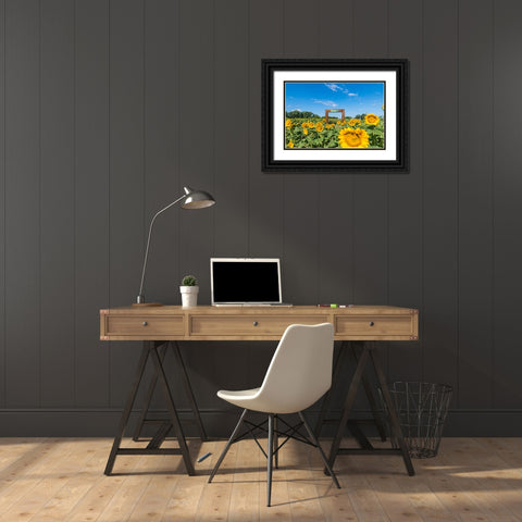 Denver Downs Sunflowers 1 Black Ornate Wood Framed Art Print with Double Matting by Malone, Will
