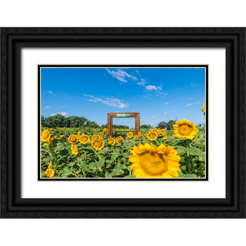 Denver Downs Sunflowers 1 Black Ornate Wood Framed Art Print with Double Matting by Malone, Will