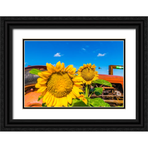 Denver Downs Sunflowers 2 Black Ornate Wood Framed Art Print with Double Matting by Malone, Will