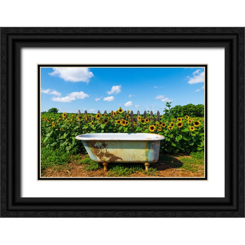 Denver Downs Sunflowers 4 Black Ornate Wood Framed Art Print with Double Matting by Malone, Will
