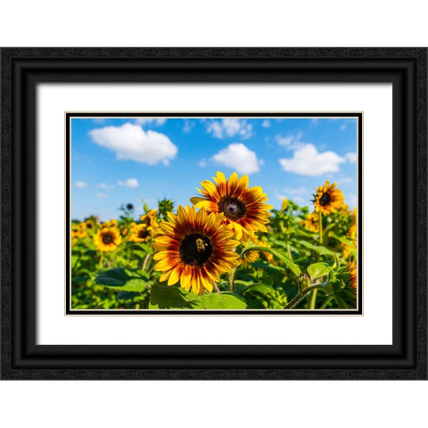 Denver Downs Sunflowers 5 Black Ornate Wood Framed Art Print with Double Matting by Malone, Will