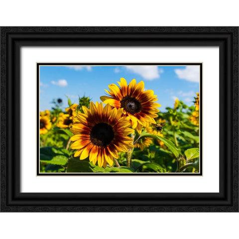 Denver Downs Sunflowers 6 Black Ornate Wood Framed Art Print with Double Matting by Malone, Will