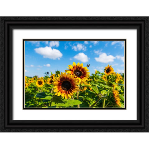 Denver Downs Sunflowers 7 Black Ornate Wood Framed Art Print with Double Matting by Malone, Will