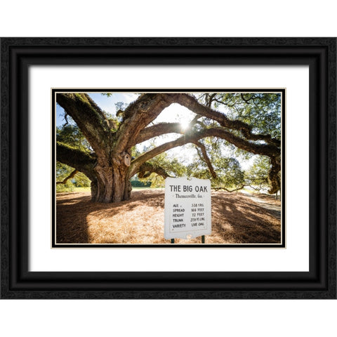 Big Oak 7 Black Ornate Wood Framed Art Print with Double Matting by Malone, Will