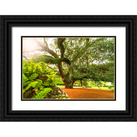 Big Oak 9 Black Ornate Wood Framed Art Print with Double Matting by Malone, Will