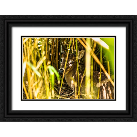 Deer at Rest Black Ornate Wood Framed Art Print with Double Matting by Malone, Will