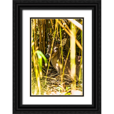 Deer at Rest Vertical Black Ornate Wood Framed Art Print with Double Matting by Malone, Will