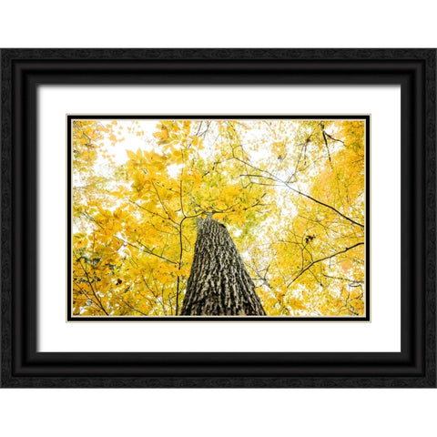 Yellow 2B Black Ornate Wood Framed Art Print with Double Matting by Malone, Will
