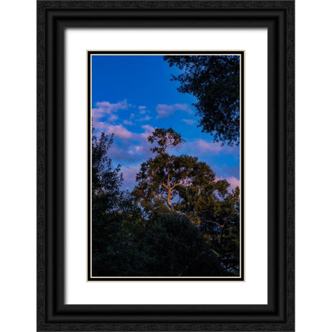 Tree Spotlight 2 Black Ornate Wood Framed Art Print with Double Matting by Malone, Will