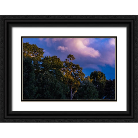 Tree Spotlight Black Ornate Wood Framed Art Print with Double Matting by Malone, Will