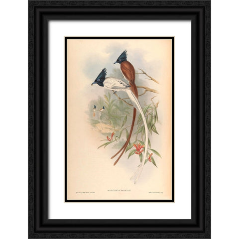 Muscipeta Paradisi Black Ornate Wood Framed Art Print with Double Matting by CAG