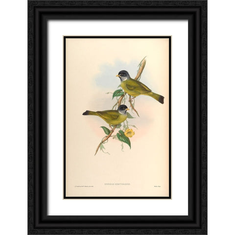 Spizixos Semitorques Black Ornate Wood Framed Art Print with Double Matting by CAG