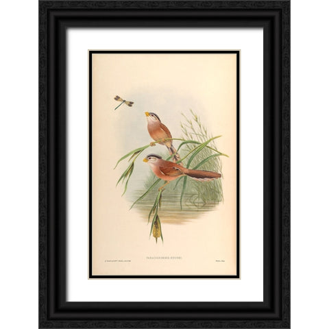 Paradoxornis Heudei Black Ornate Wood Framed Art Print with Double Matting by CAG