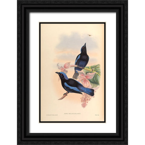 Irena Melanochlamys Black Ornate Wood Framed Art Print with Double Matting by CAG