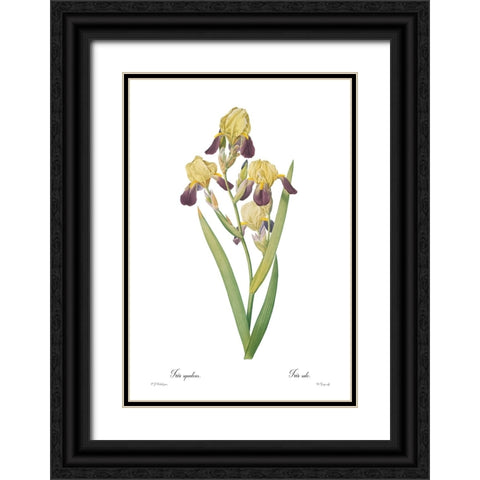 Iris squalens Black Ornate Wood Framed Art Print with Double Matting by CAG