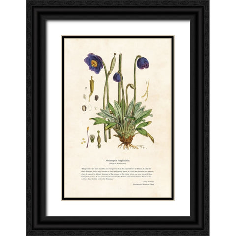 Himalayan Plants - Meconopsis simplicifolia Black Ornate Wood Framed Art Print with Double Matting by CAG