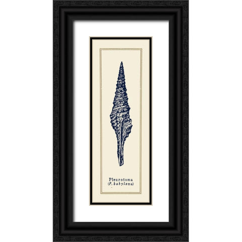 Pleurotoma Shell I Black Ornate Wood Framed Art Print with Double Matting by Gorham, Gregory