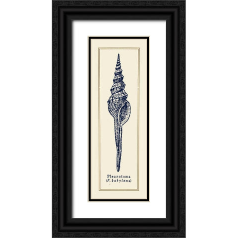 Pleurotoma Shell II Black Ornate Wood Framed Art Print with Double Matting by Gorham, Gregory