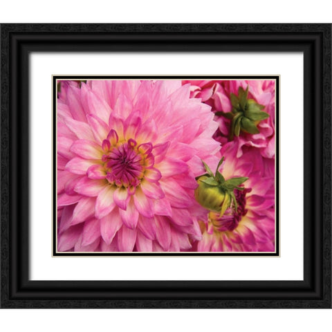 Pink Dahlia Black Ornate Wood Framed Art Print with Double Matting by Love, Maureen