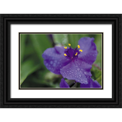 Summer Bloom II Black Ornate Wood Framed Art Print with Double Matting by Berzel, Erin