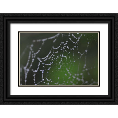 Dewy Web I Black Ornate Wood Framed Art Print with Double Matting by Berzel, Erin
