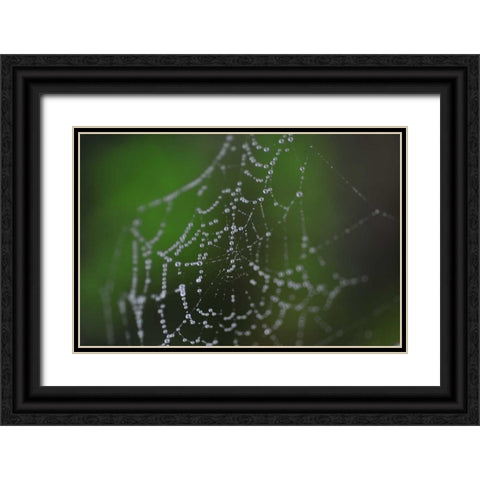 Dewy Web II Black Ornate Wood Framed Art Print with Double Matting by Berzel, Erin