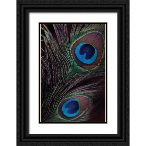 Peacock Feathers I Black Ornate Wood Framed Art Print with Double Matting by Berzel, Erin
