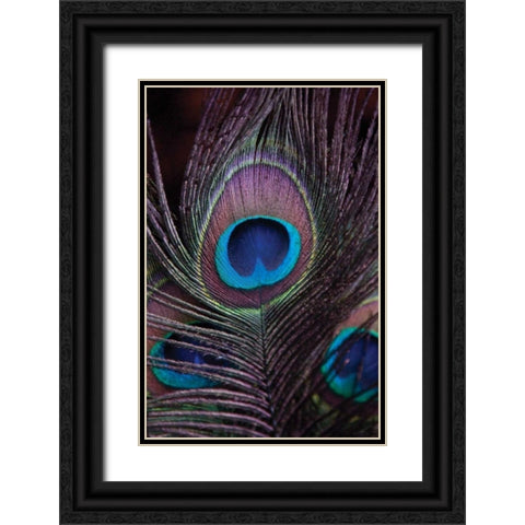 Peacock Feathers II Black Ornate Wood Framed Art Print with Double Matting by Berzel, Erin