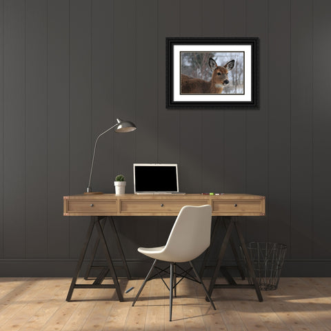 Winter Doe II Black Ornate Wood Framed Art Print with Double Matting by Berzel, Erin